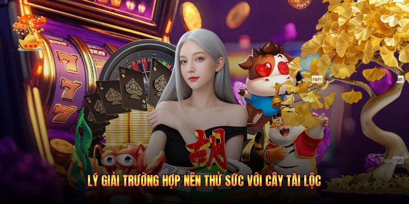 Lý giải trường hợp nên thử sức với Cây Tài Lộc